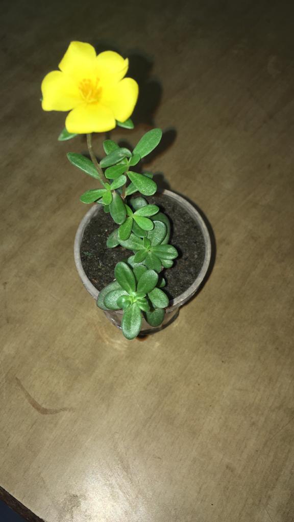 Portulaca Grandiflora Plant 9 O Clock Flower Yellow Mrp 50 00 Our Price 30 00