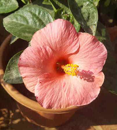 https://www.timbuktu80.com/product-image/l6296-agb6660019-hibiscus-pink-gudhal-fl.jpg